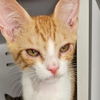 CURRY, chat à adopter