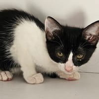 VANILLE, chatte à adopter
