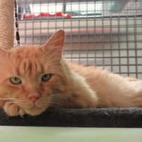 Orange, chat à adopter