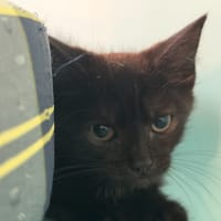 TYLER, chat à adopter