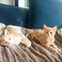 CARAMEL, chat à adopter