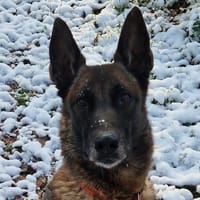 STANI, chienne à adopter