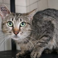 PÊCHE HAB17641, chatte à adopter