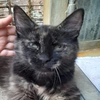 TAGADA (réservée), chatte à adopter