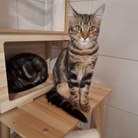 zéphyr, chat à adopter