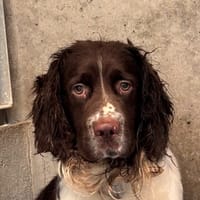 ABOU, chien à adopter