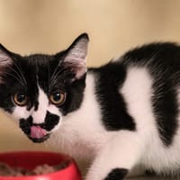 Chocolat [Chaton], chat à adopter