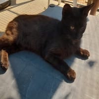 KURO, chat à adopter
