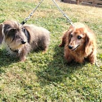 HARRY, chien à adopter