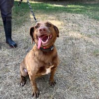 Berry, chienne à adopter