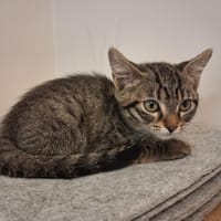 CAJOU, chat à adopter