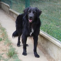 THOR, chien à adopter