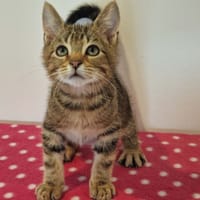 CACTUS reservé, chat à adopter