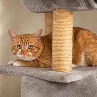 Pulco, chat à adopter