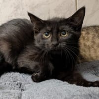 VANIA, chatte à adopter