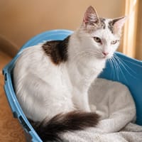 Miss, chatte à adopter