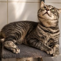 Geronimo, chat à adopter