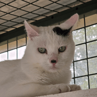 TINOU, chat à adopter