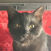 DANGO, chat à adopter