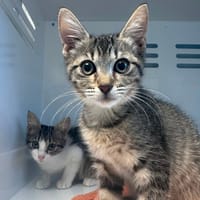 VIOLETTA CHA, chatte à adopter