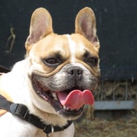 SHANNA, chienne à adopter