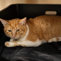 Pesto, chat à adopter