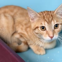 CHATCCINO, chat à adopter