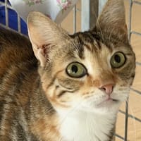 OSSIA, chatte à adopter