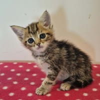 CHATHAM, chat à adopter