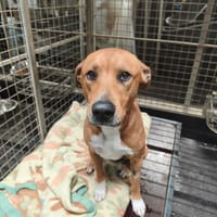 Aroc, chien à adopter