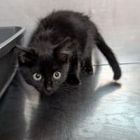 Eclipse, chatte à adopter