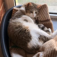 GLOOP, chatte à adopter