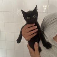 NYX, chatte à adopter