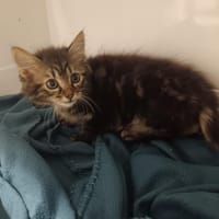 FRIPOUILLE, chat à adopter
