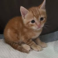 GANACHE, chatte à adopter