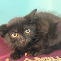 MILEY, chatte à adopter