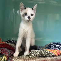 SAM, chatte à adopter