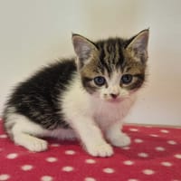 LONDON, chat à adopter