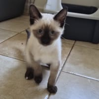 BIBICHE (réservée), chatte à adopter