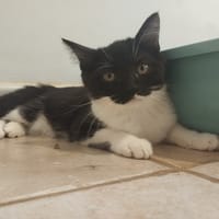 BULLE, chatte à adopter