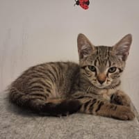 PECAN, chat à adopter