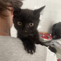 EBENE, chatte à adopter