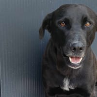 SHELBY, chien à adopter
