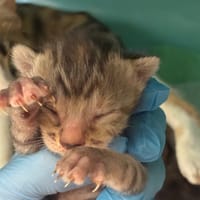 VITANI, chatte à adopter