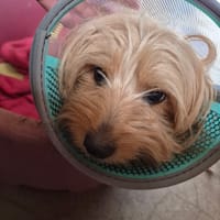 NINA, chienne à adopter