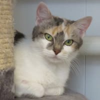 RUBY, chatte à adopter