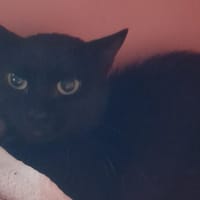 ALI, chat à adopter