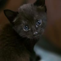 GRIOTTE, chatte à adopter