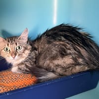 Banksy, chatte à adopter