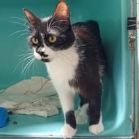 Namasté(réservée), chatte à adopter